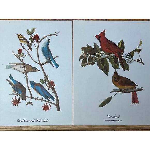 2 Vintage Beautiful Bird Prints Art. Cardinal, Warblers, blue birds. Wall Decor - Picture 1 of 9